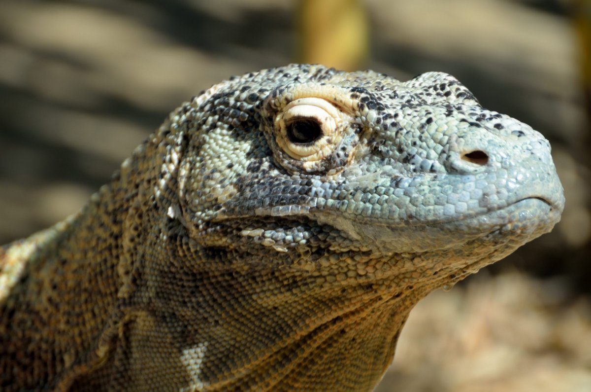 Мадагаскарский дракон ящерица