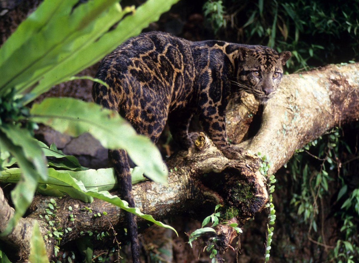 Суматра леопард