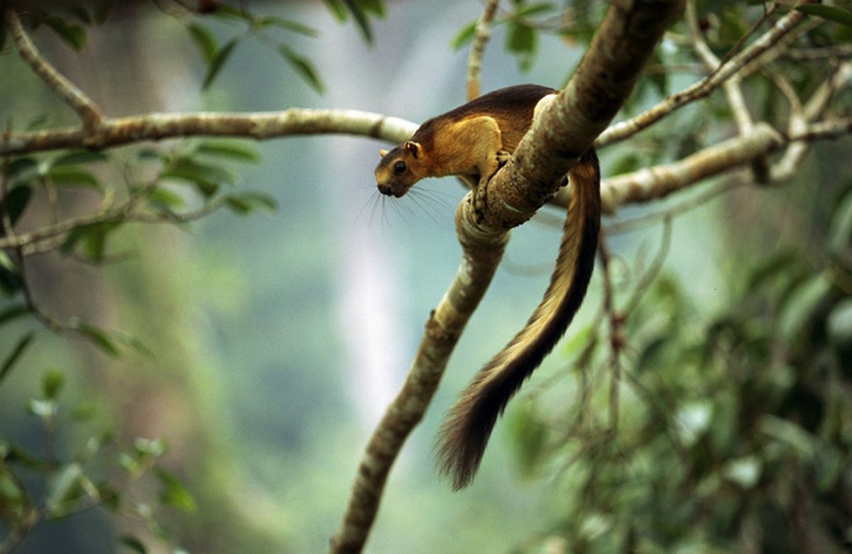 Растительный и животный мир Индонезии