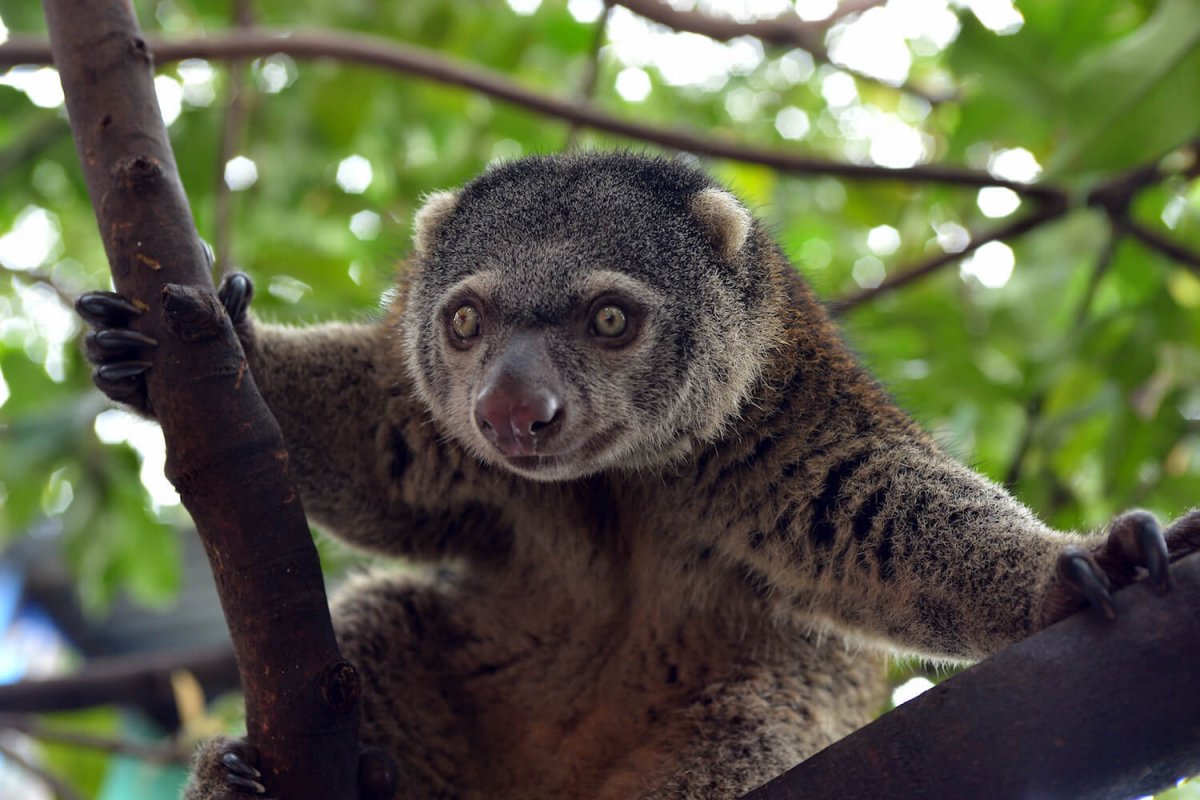 Пятнистый кускус