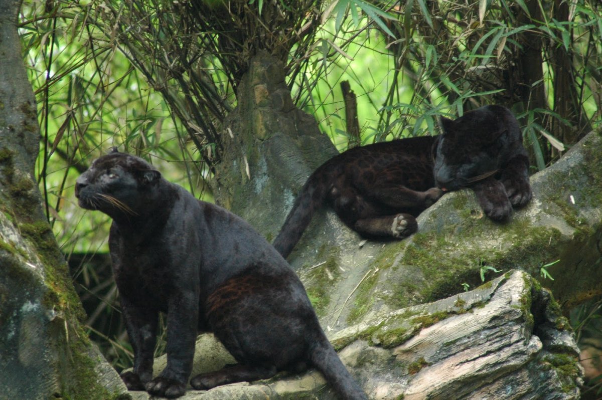Фауна Индонезии