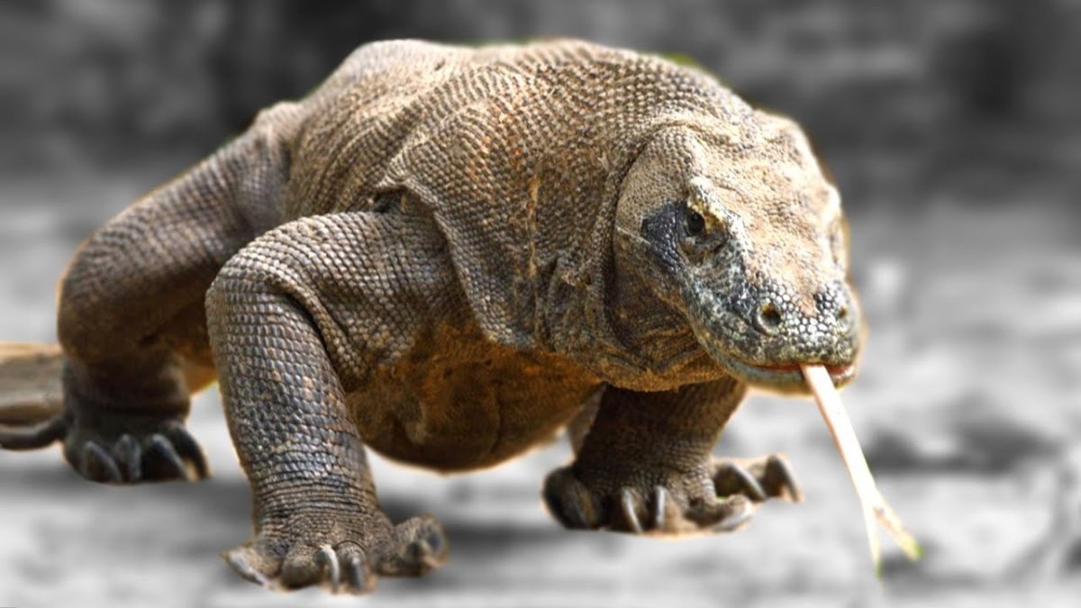 Варан Комодо