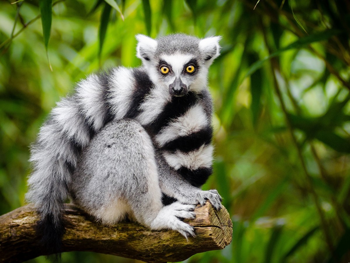 Кошачий лемур