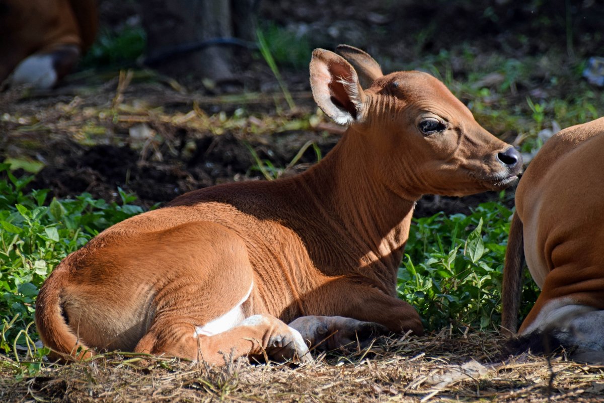 Коровы на Бали