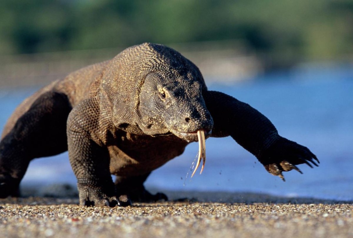 Драконы острова Комодо