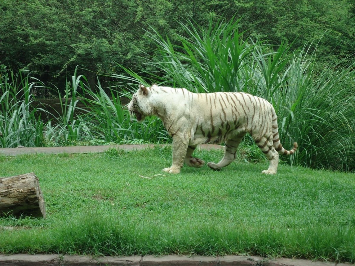 Индонезия животные и растения