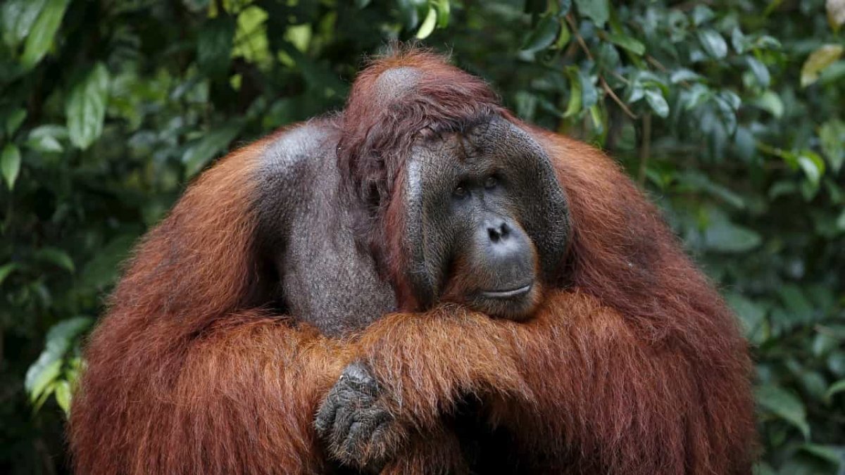 Животные Индонезии орангутанг