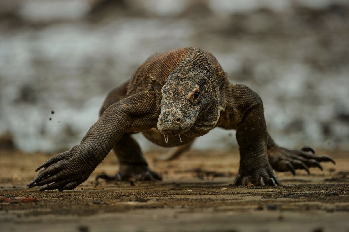 Командорский Варан
