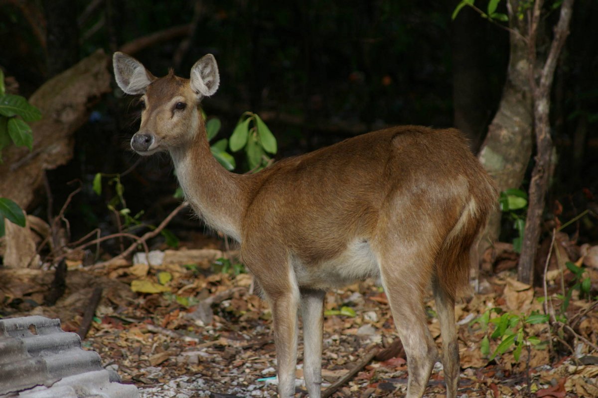 Животные лесов Индонезии