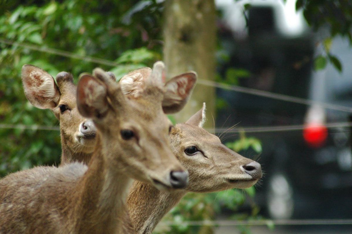Животный мир Индонезия фильм 2019