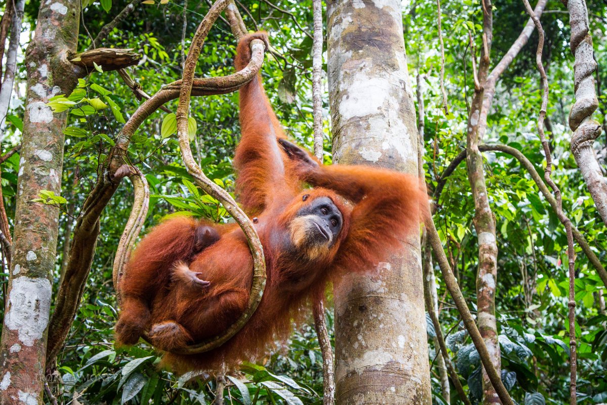 Сумаранский оргуниант