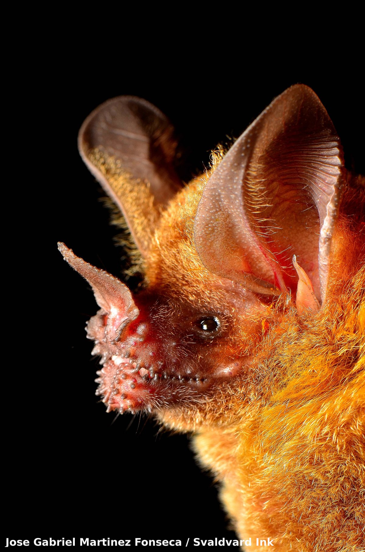 Медведи в Австралии