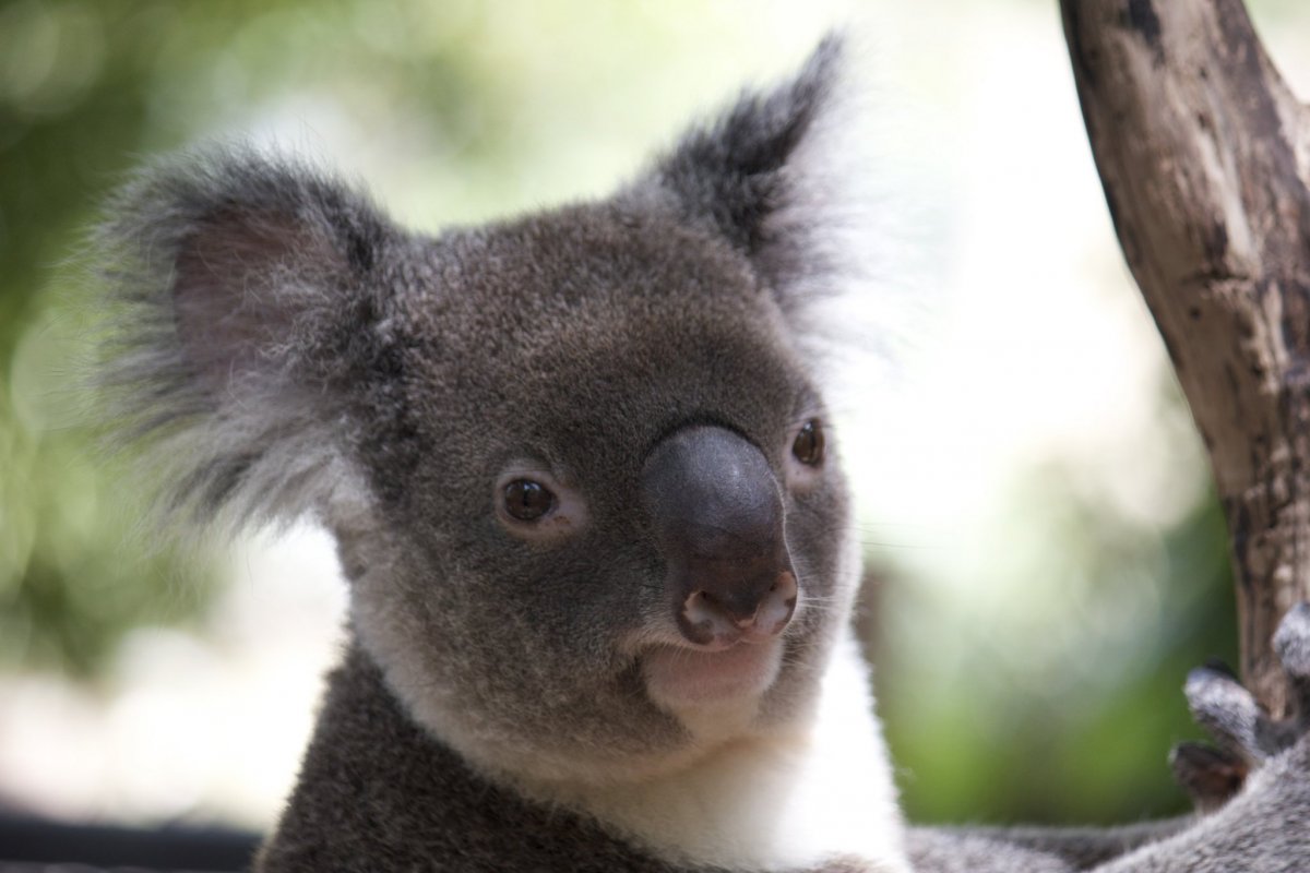 Животное похожее на коалу