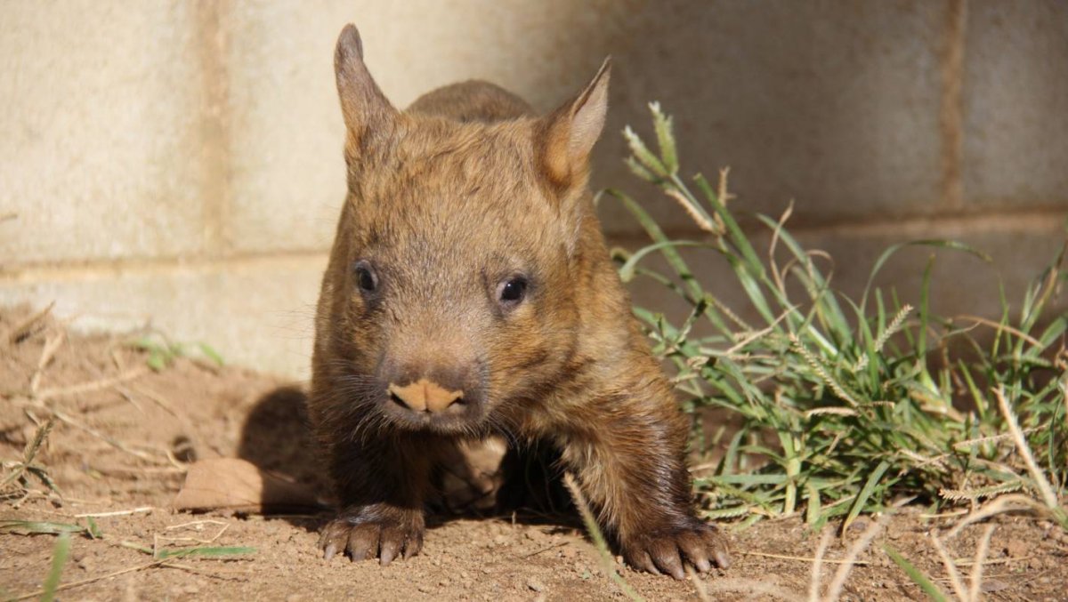 Шерстоносые вомбаты
