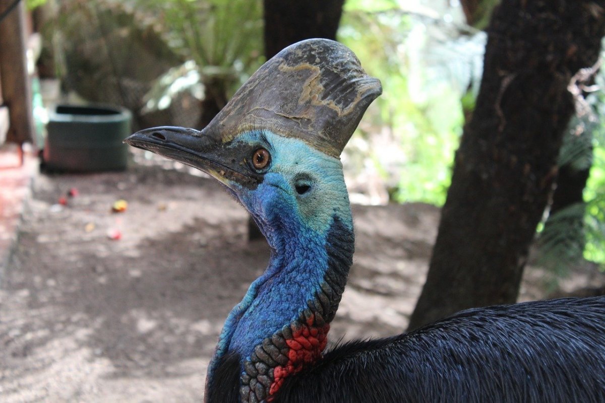 Малый кроличий бандикут