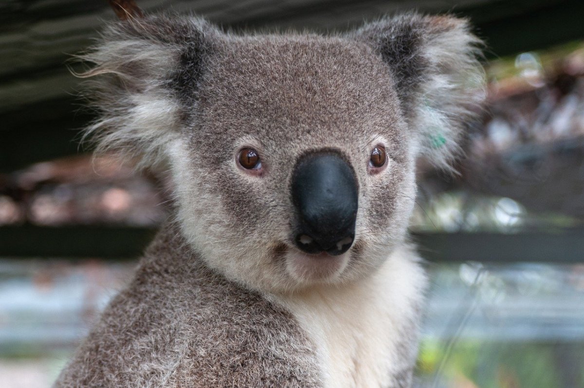 Surprised Koala
