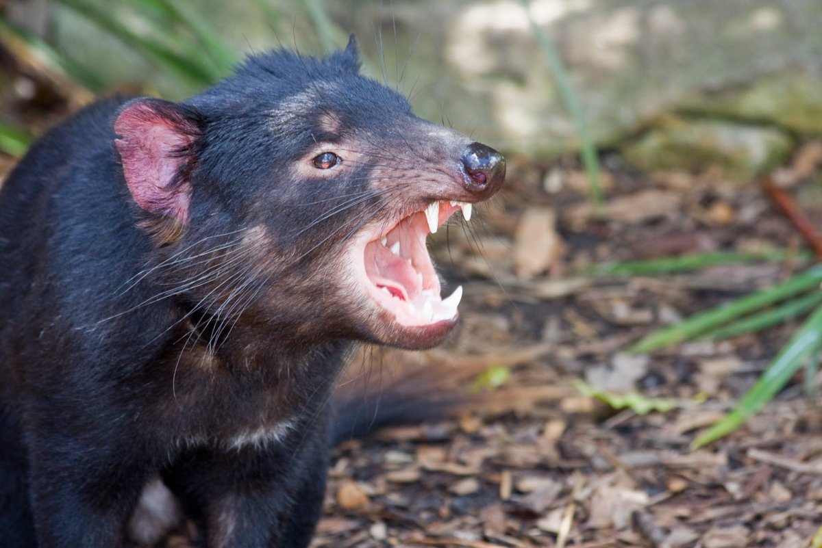 Тасманийский дьявол и собака