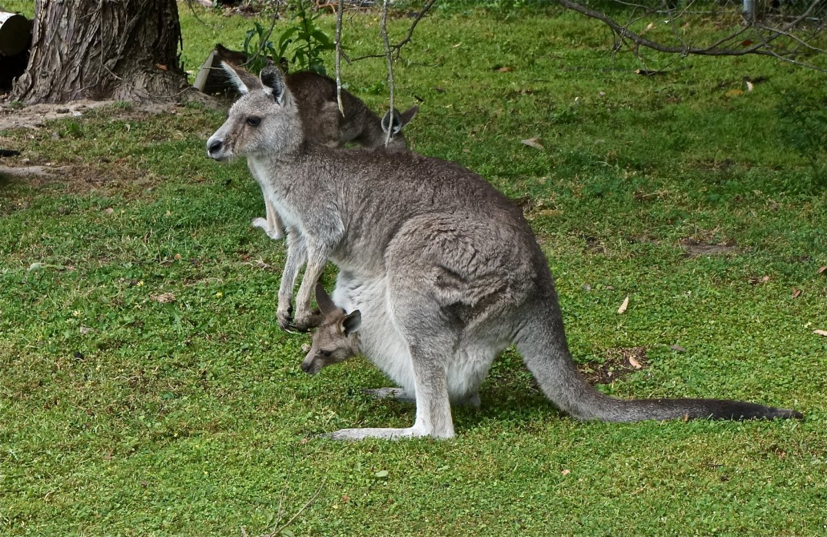 Австралия животные опасные