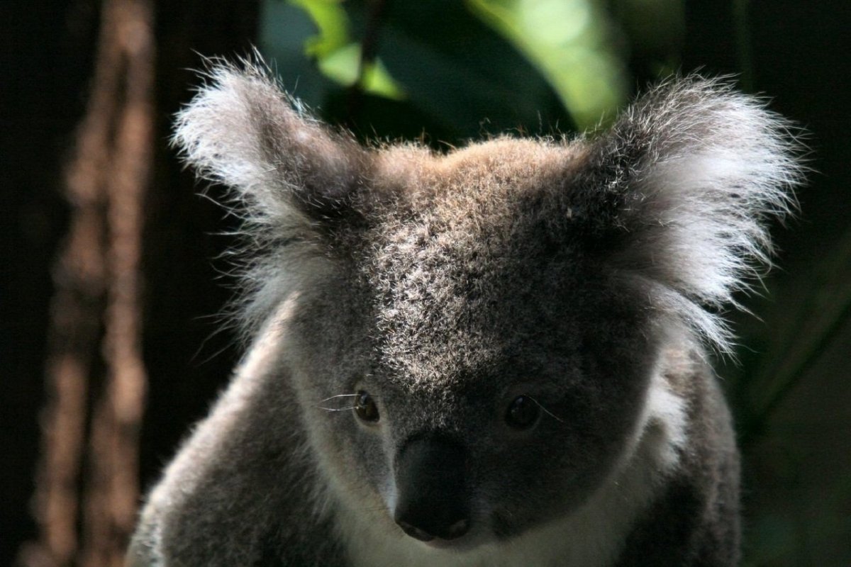 Летучая мышь Гектор Эмма