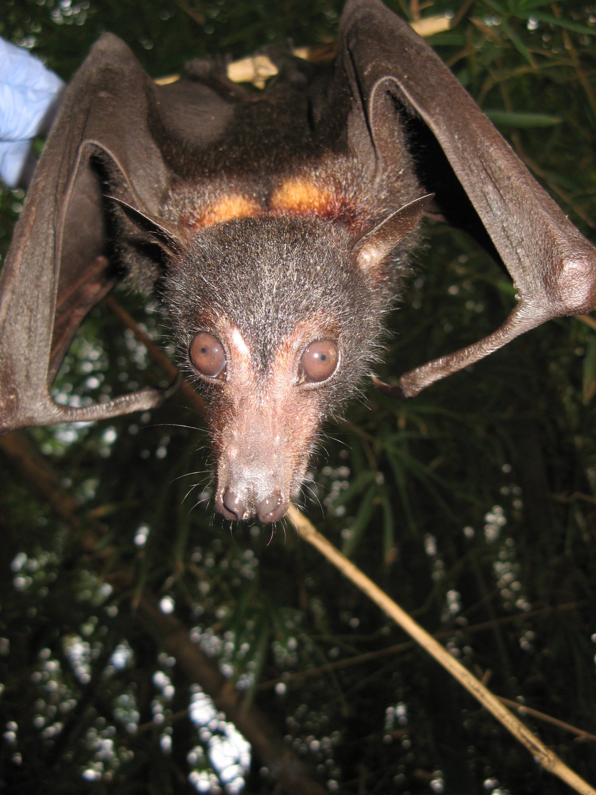 Страшные животные Австралии