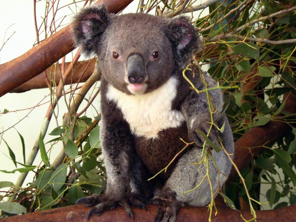 Сумчатый медведь коала Австралия