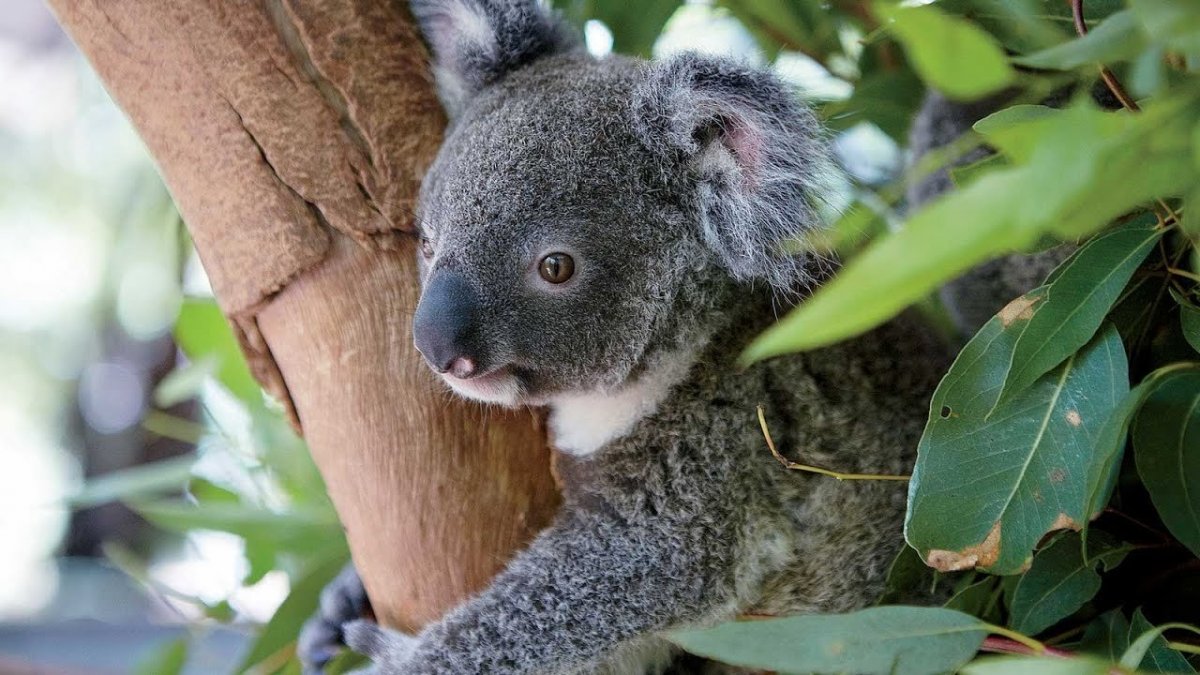 Северный шерстоносый вомбат