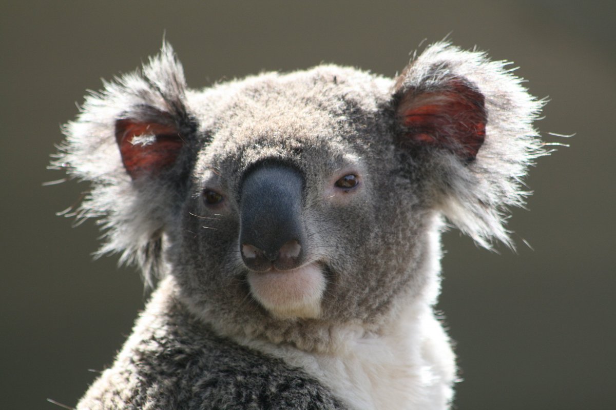 Милый житель Австралии