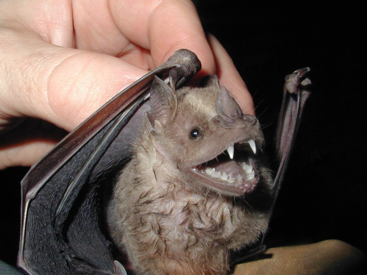 Противные животные Австралии