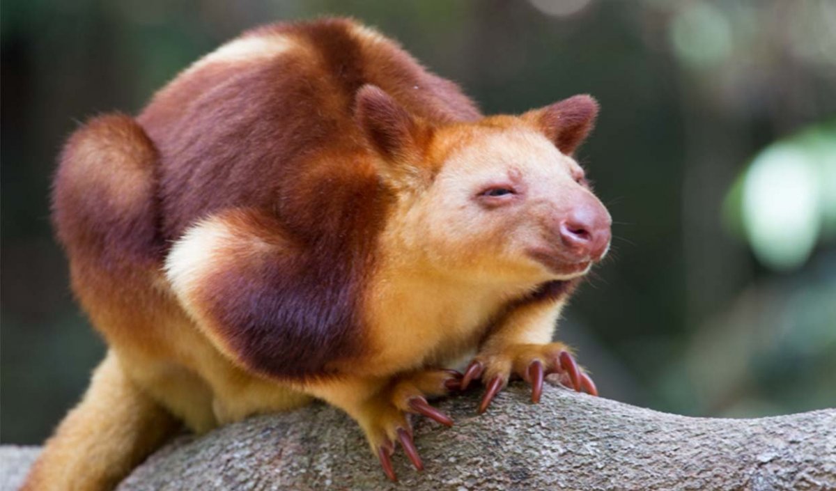 Валлаби древесные кенгуру