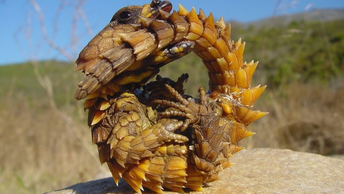 Коала альбинос