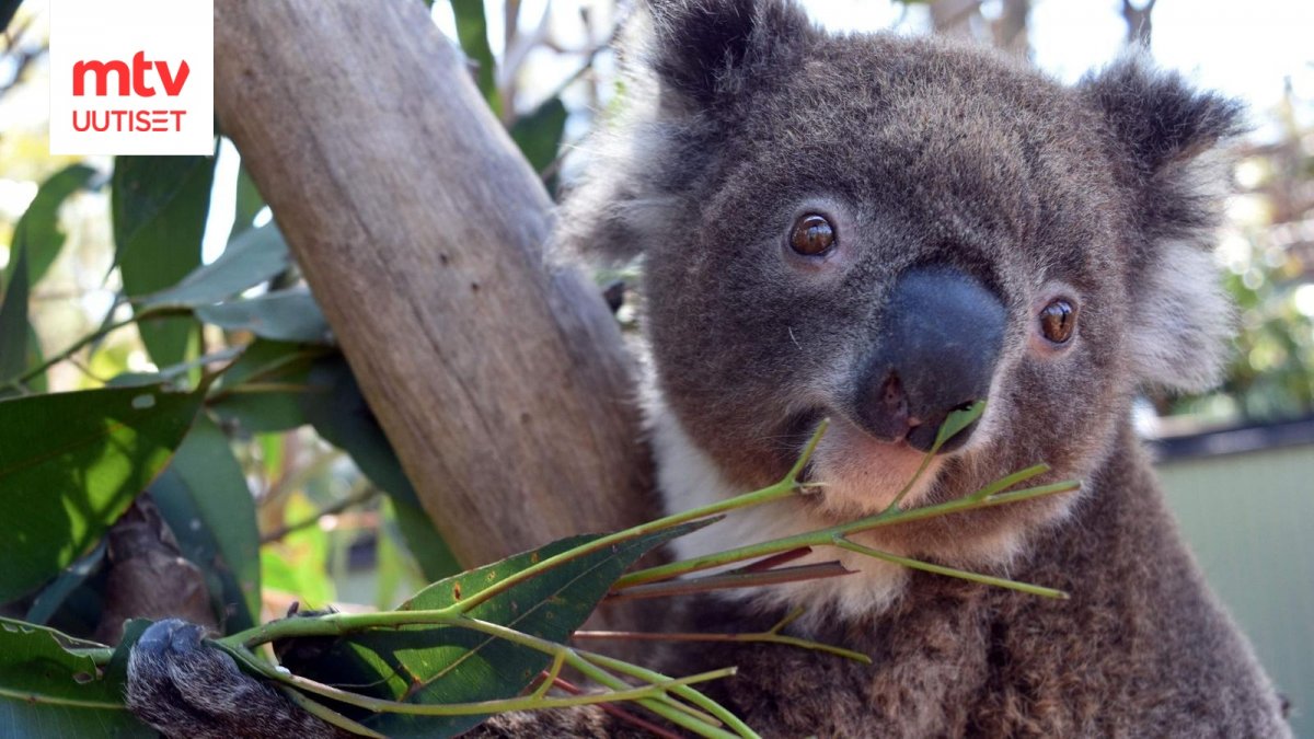 Коала с листом во рту