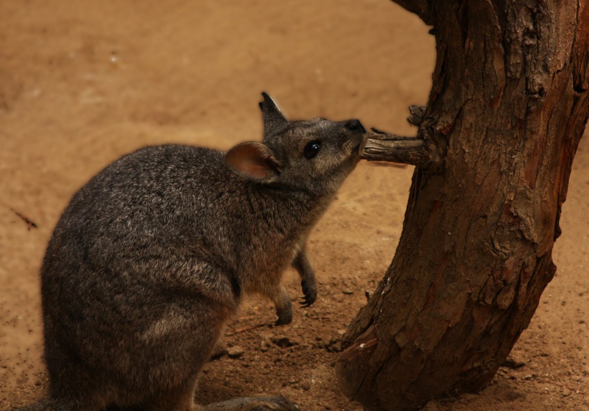 Tammar Wallaby