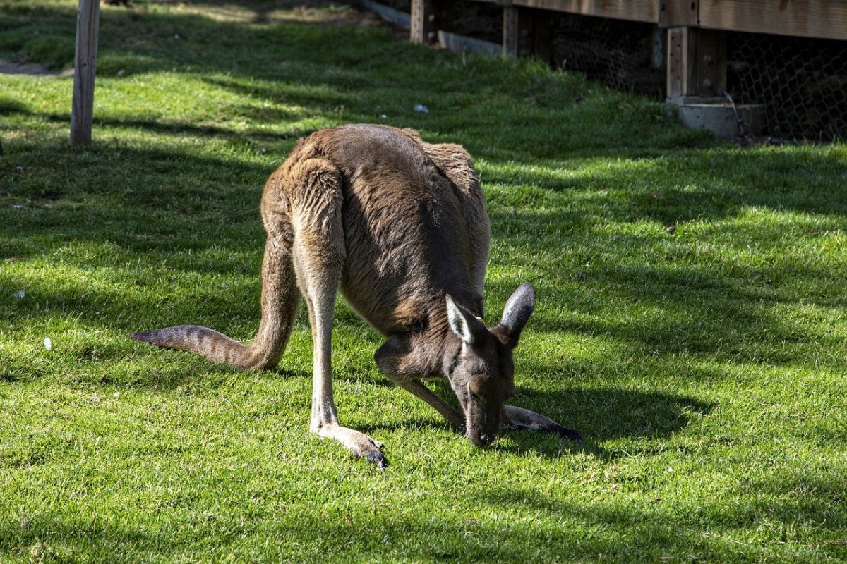 Кенгуру на улицах Австралии