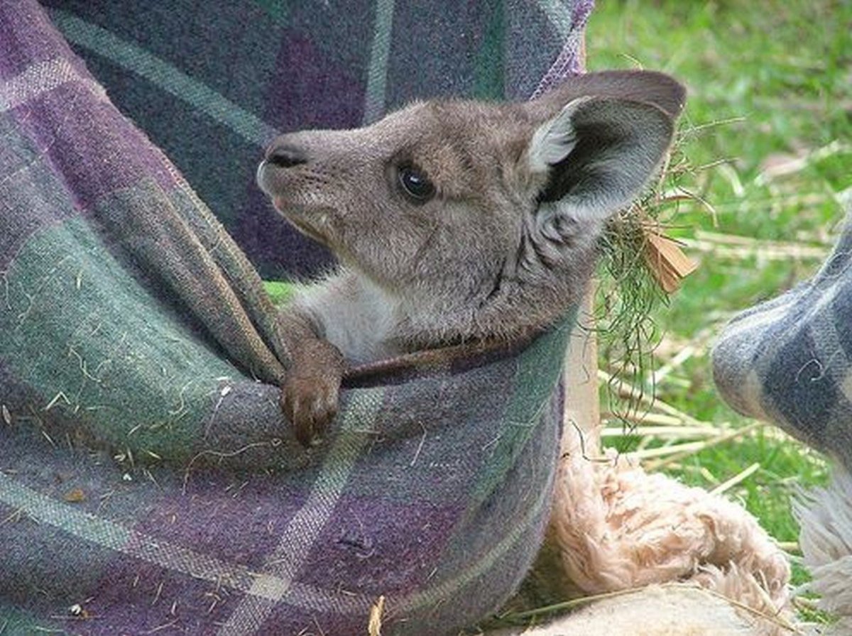 Австралийские животные страшные