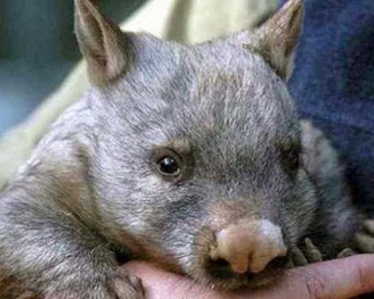 Квинслендский вомбат