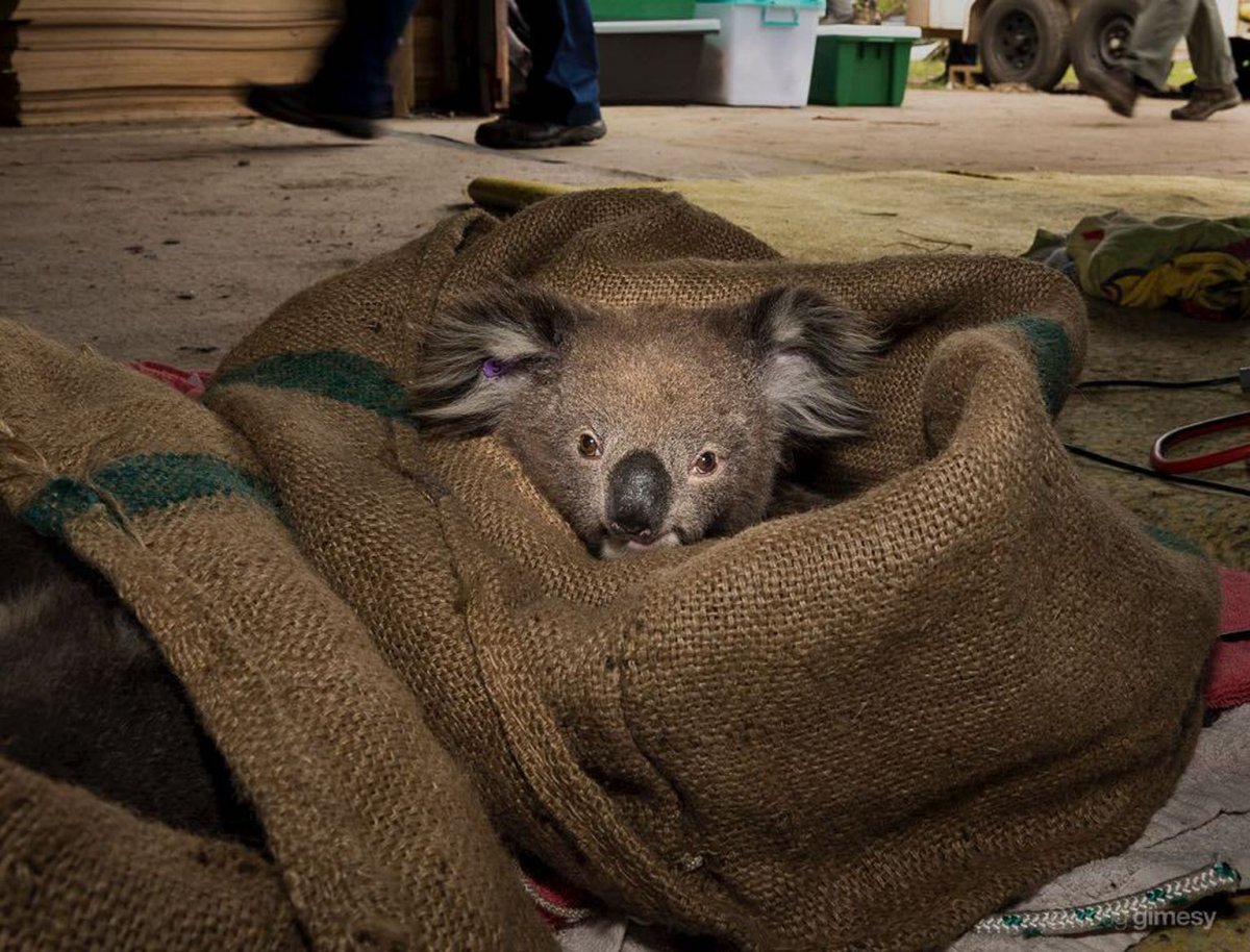 Жуткие животные Австралии