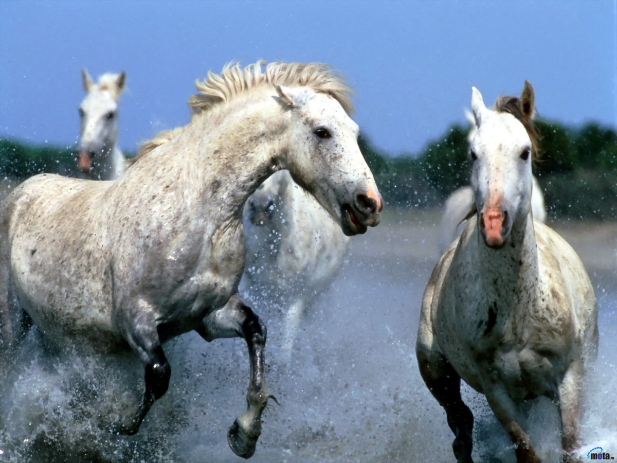 Дикие лошади бегут