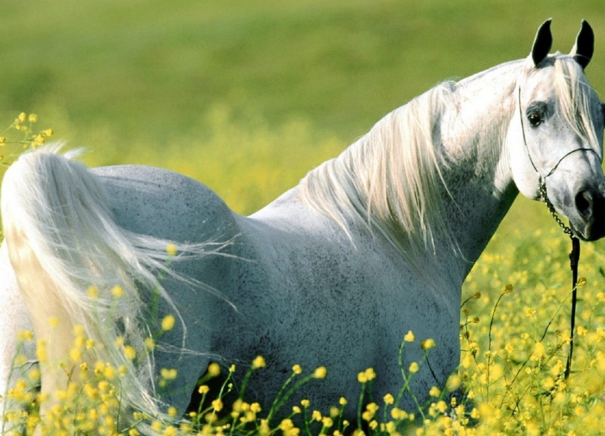 Прекрасные лошади