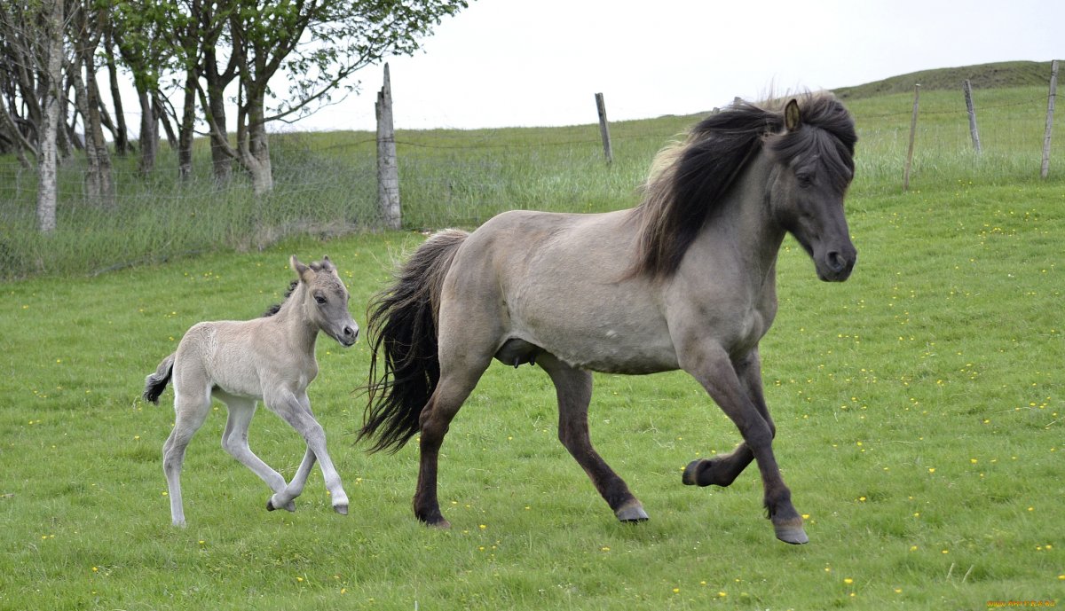 Лошадь улыбается