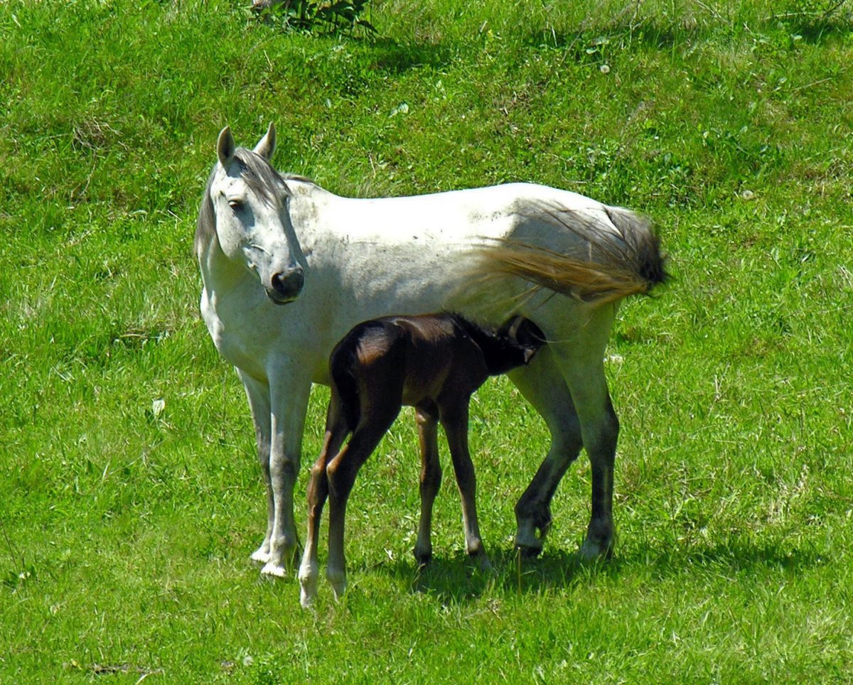 Две смеющиеся лошади