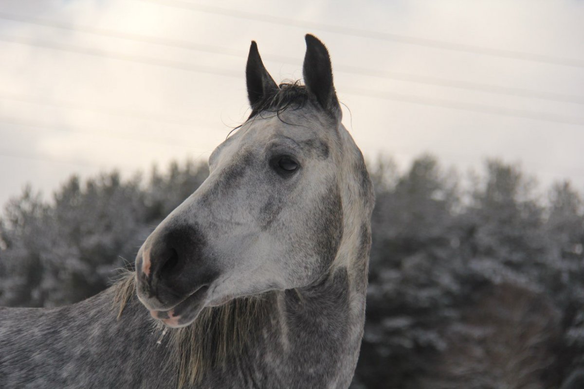 Лошадь Морган мышастая