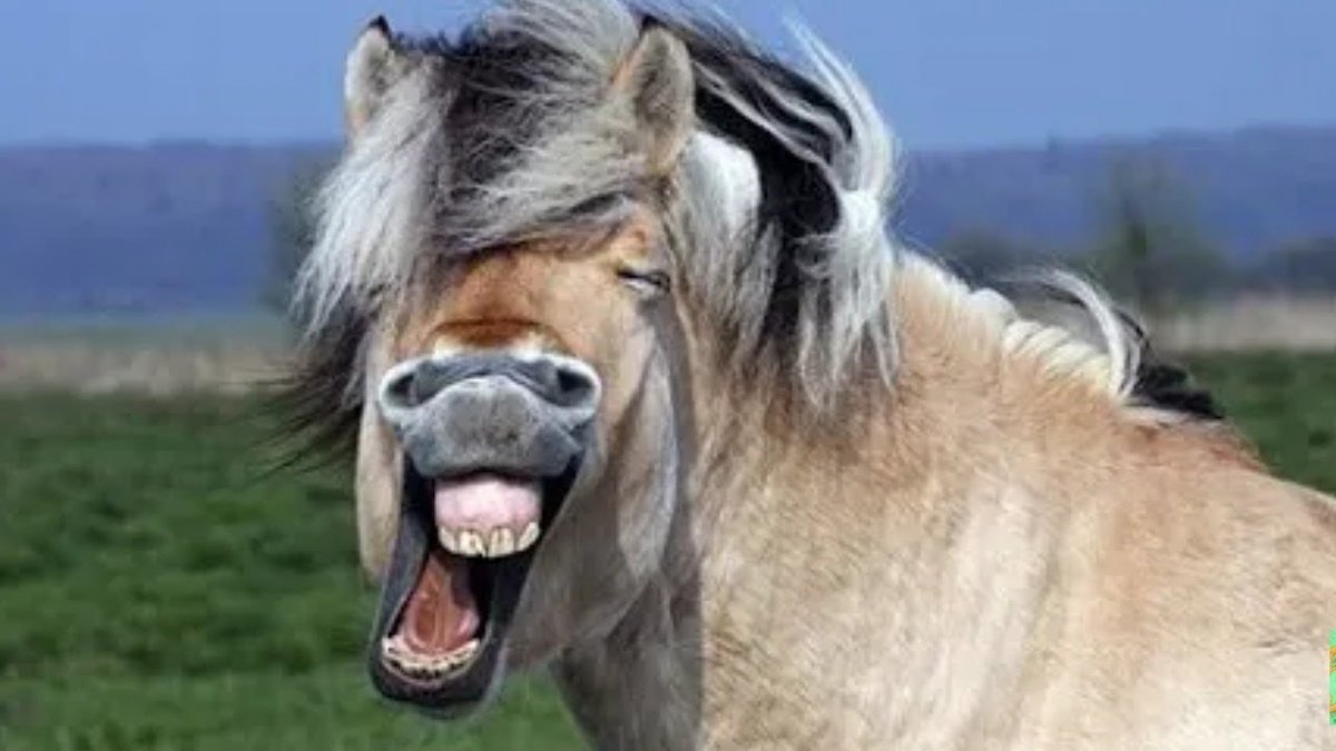 Удивленная лошадь