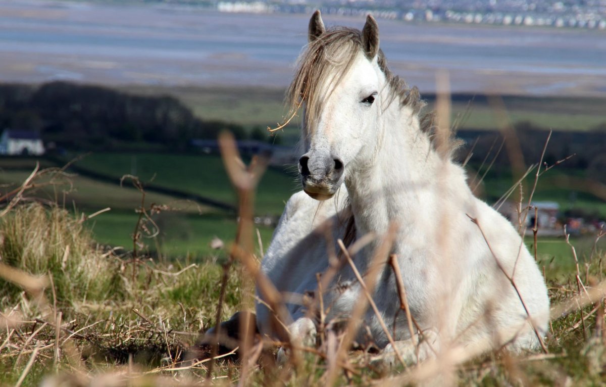 Лошадь Фьорд жеребенок