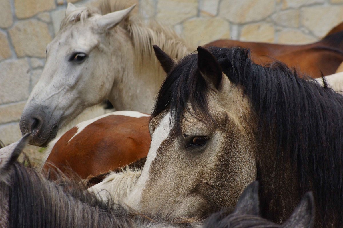 Лошадиная ферма Чехов