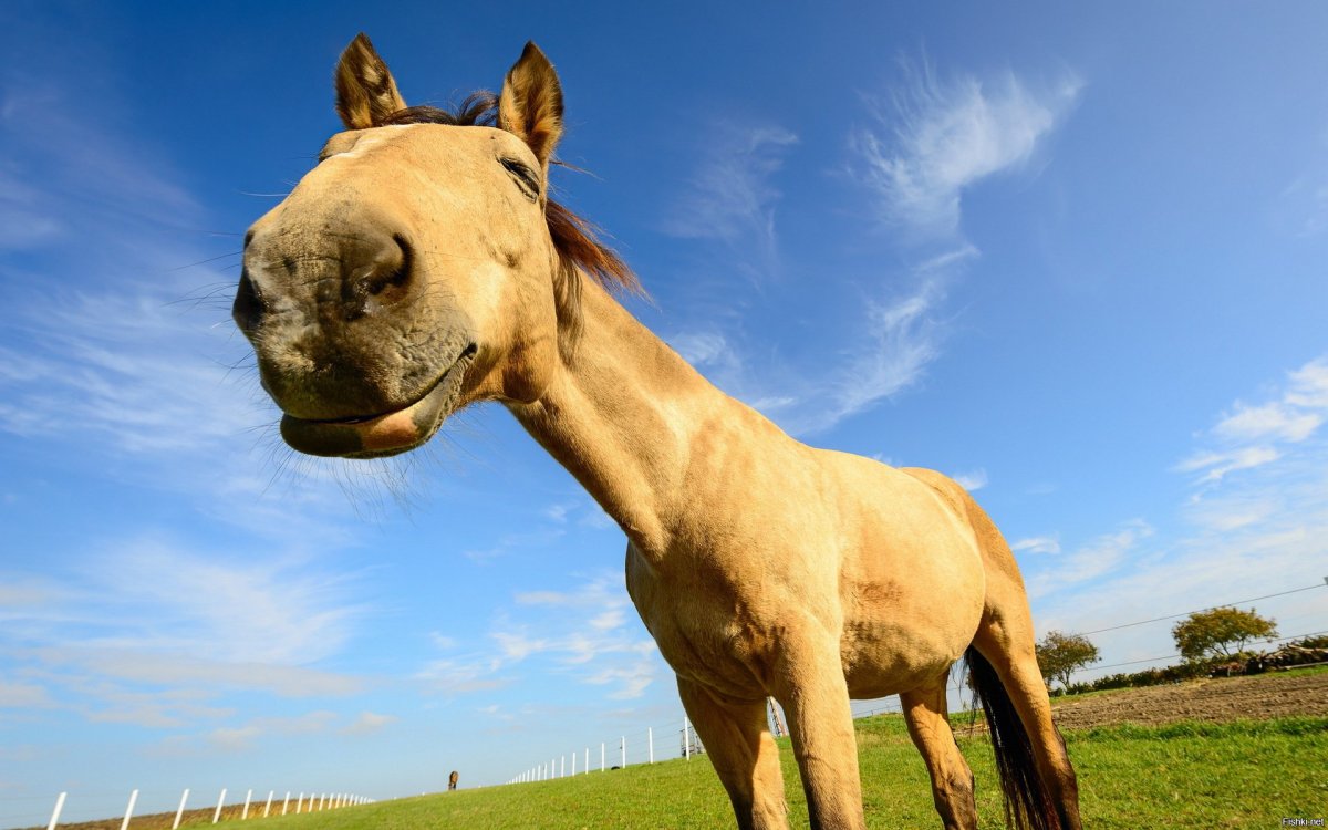 Лошадь кобыла