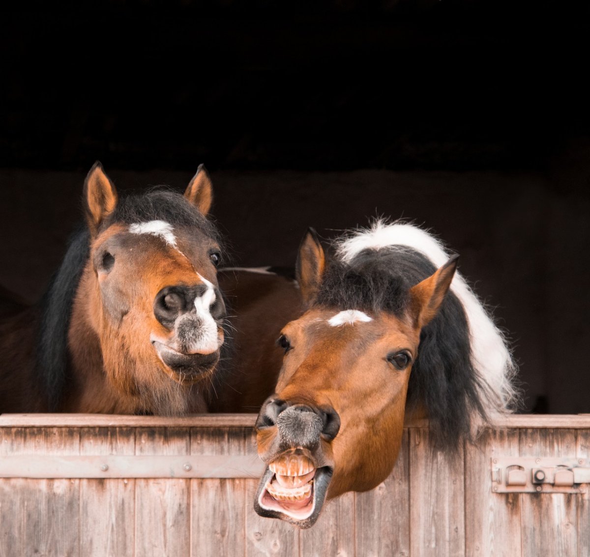 Лошадиная голова в цветах