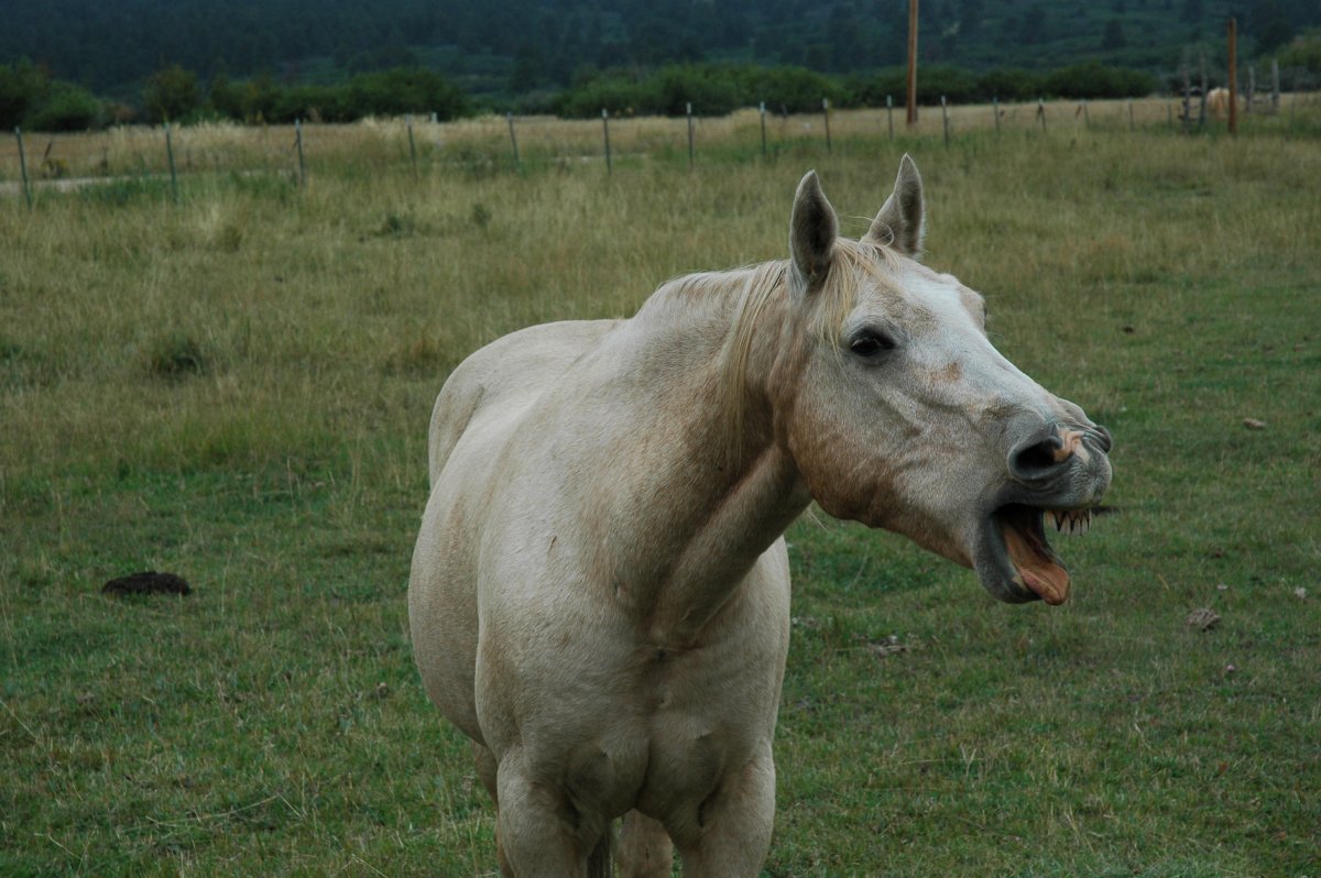 Земная лошадь