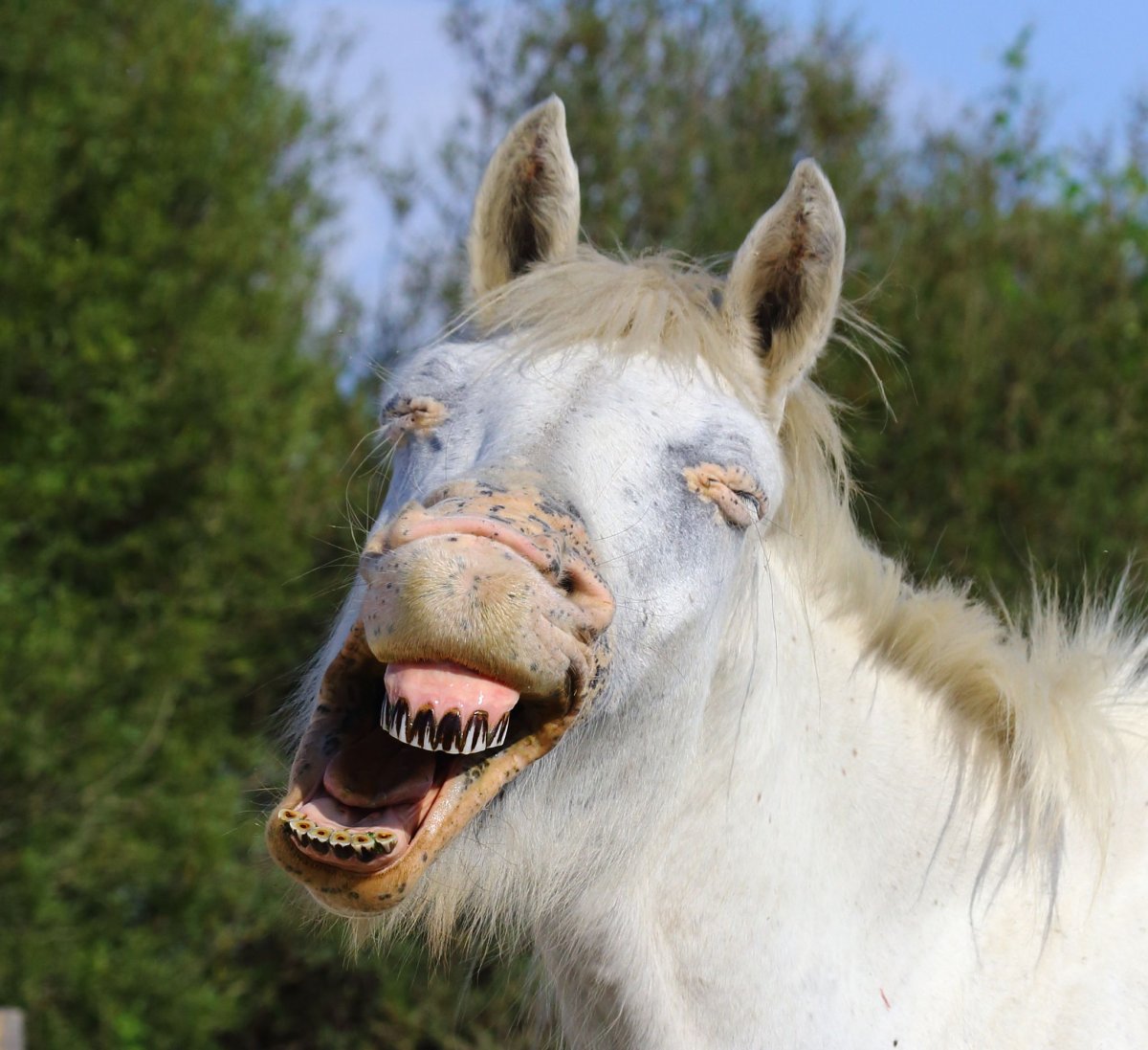 Сивая кобыла фото