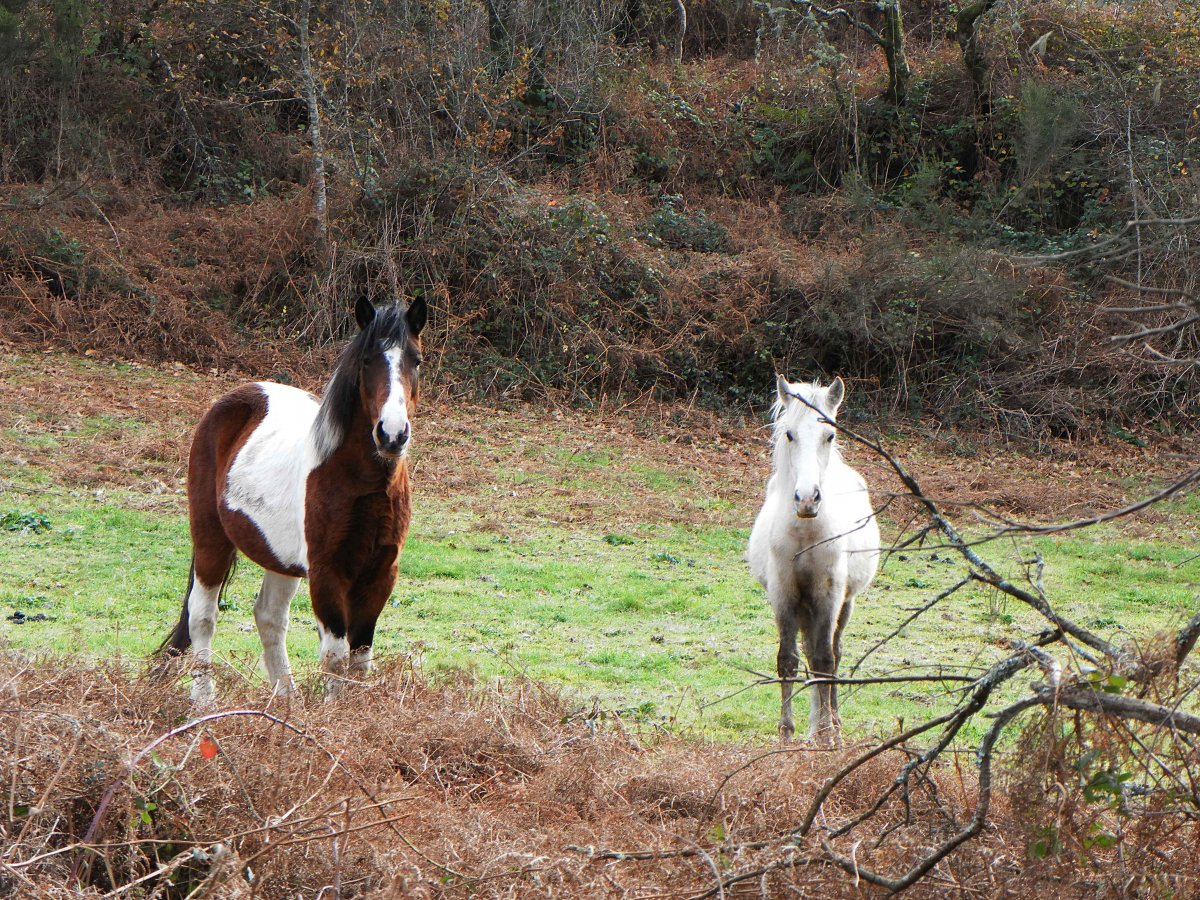 Белая лошадь с желтой гривой