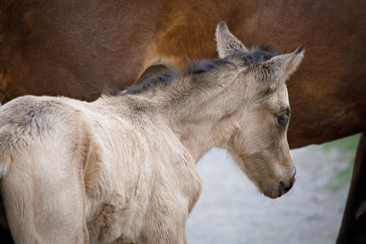 Сивая кобыла фото